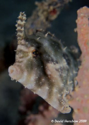 Portrait study of a Bristle-tail Filefish using D200, 60m... by David Henshaw 
